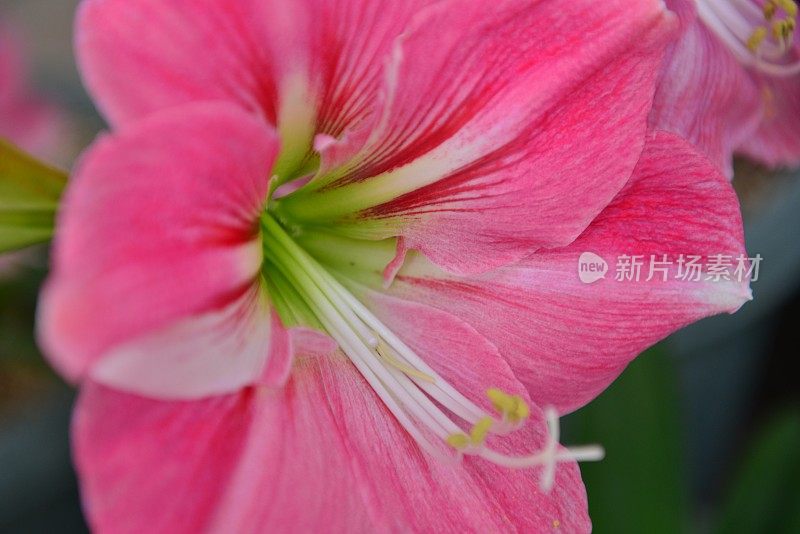 孤挺花/ Hippeastrum